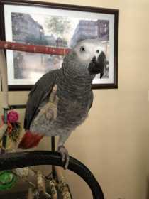 Lost African Grey