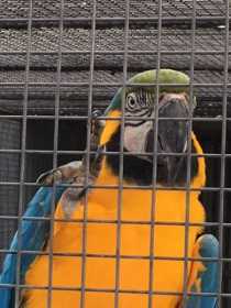 Lost Macaw