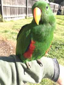 Lost Eclectus