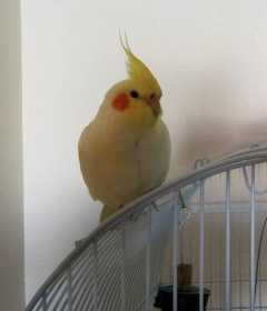 Lost Cockatiel