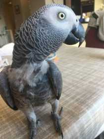 Lost African Grey