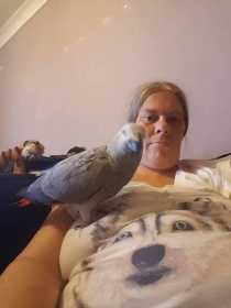Lost African Grey