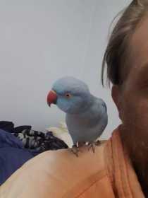 Lost Indian Ringneck Parakeet