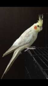 Lost Cockatiel