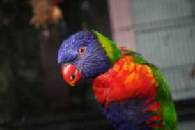 Lost Lory / Lorikeet