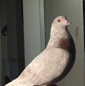 Lost Pigeon