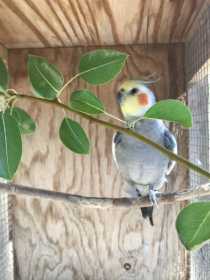 Lost Cockatiel