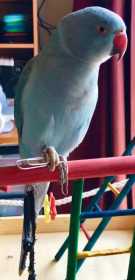 Lost Indian Ringneck Parakeet