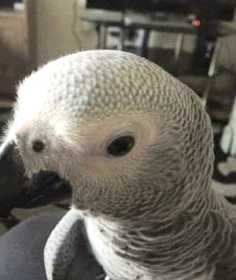 Lost African Grey