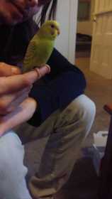 Lost Parakeet