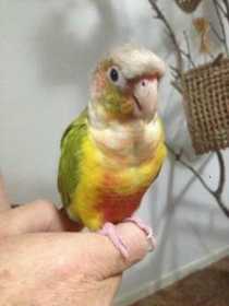 Lost Conure