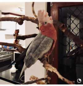 Lost Galah Cockatoo