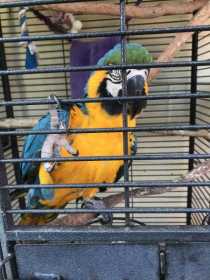 Lost Macaw