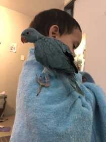 Lost African Ringneck Parakeet