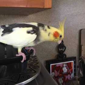 Lost Cockatiel