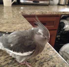 Lost Cockatiel