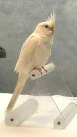 Lost Cockatiel