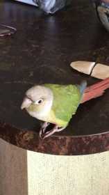 Lost Conure