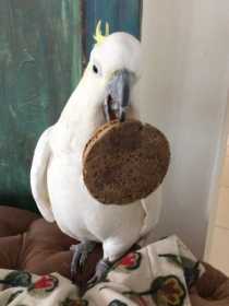 Lost Cockatoo