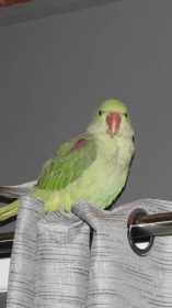 Lost Alexandrine