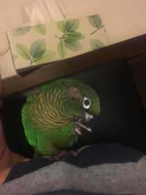 Lost Conure