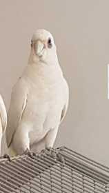 Lost Corella Cockatoo