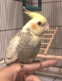 Lost Cockatiel