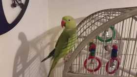 Lost Indian Ringneck Parakeet