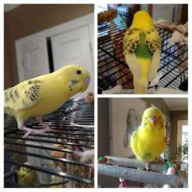 Lost Budgerigar