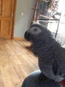 Lost African Grey