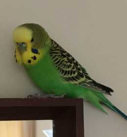 Lost Budgerigar