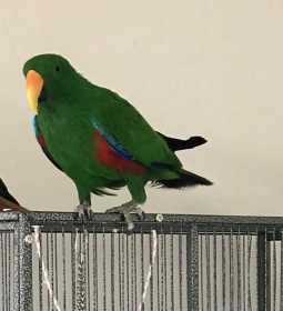 Lost Eclectus