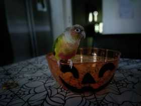 Lost Conure