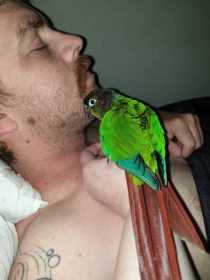 Lost Conure