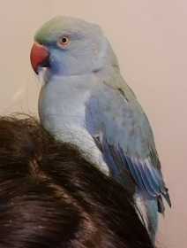 Lost Indian Ringneck Parakeet