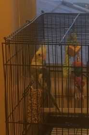 Lost Cockatiel