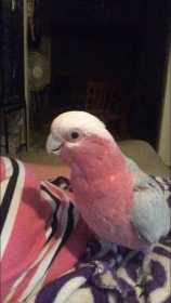 Lost Galah Cockatoo