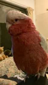 Lost Galah Cockatoo