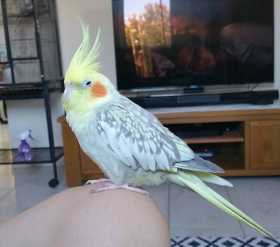 Lost Cockatiel