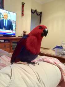 Lost Eclectus