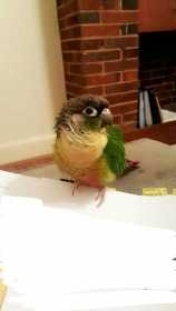 Lost Conure