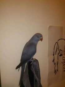 Lost African Ringneck Parakeet