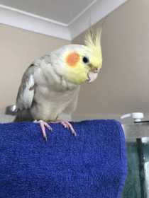 Lost Cockatiel