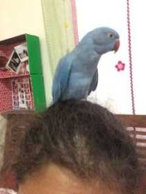 Lost Indian Ringneck Parakeet