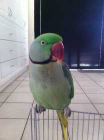 Lost Alexandrine