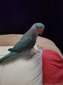 Lost Indian Ringneck Parakeet