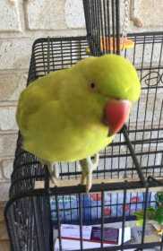 Lost Indian Ringneck Parakeet