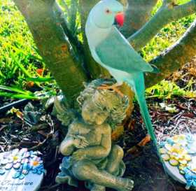 Lost Indian Ringneck Parakeet