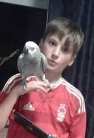 Lost African Grey