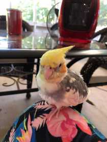 Lost Cockatiel